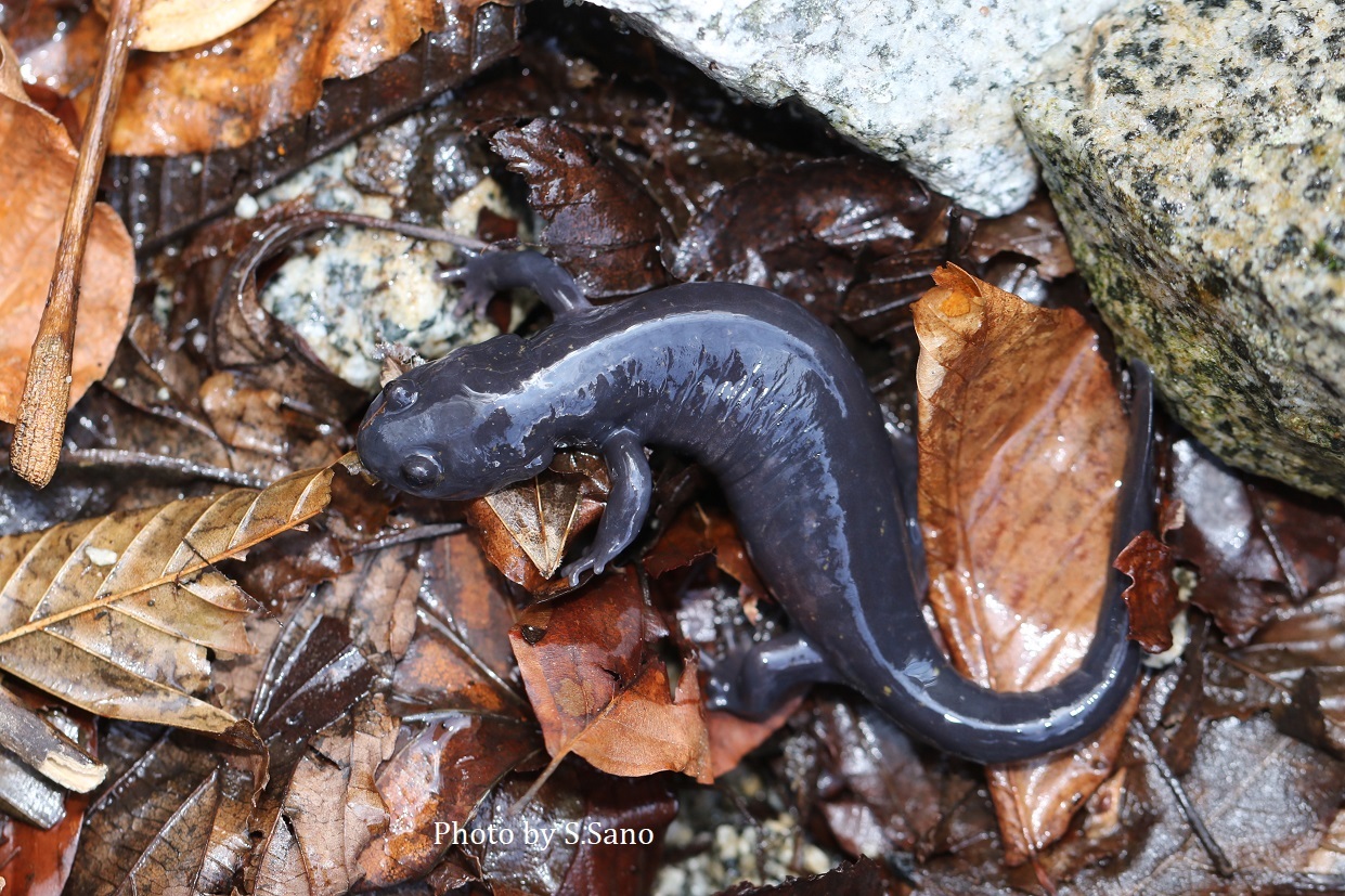 ヒガシヒダサンショウウオを探して（2019年3月）_b0348205_21403738.jpg