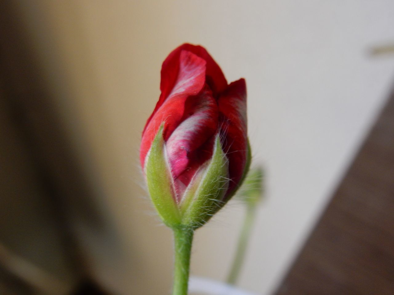 耳の日_c0025115_22034930.jpg