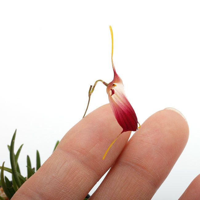 New arrival plants | 新掲載植物 南米原産の超小型原種着生蘭 Trisetella / トリセテラ_d0376039_23331918.jpg