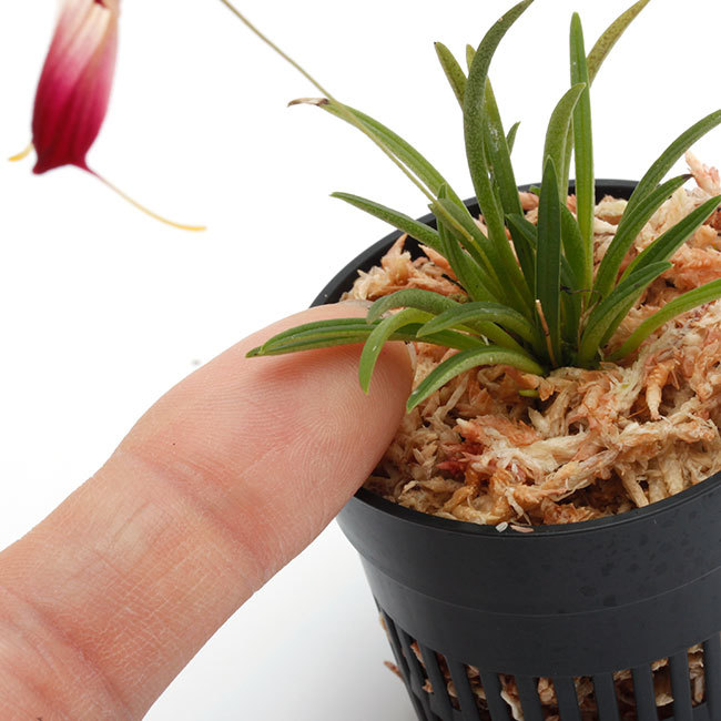 New arrival plants | 新掲載植物 南米原産の超小型原種着生蘭 Trisetella / トリセテラ_d0376039_23333253.jpg