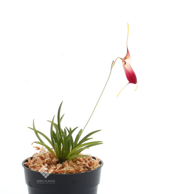 New arrival plants | 新掲載植物 南米原産の超小型原種着生蘭