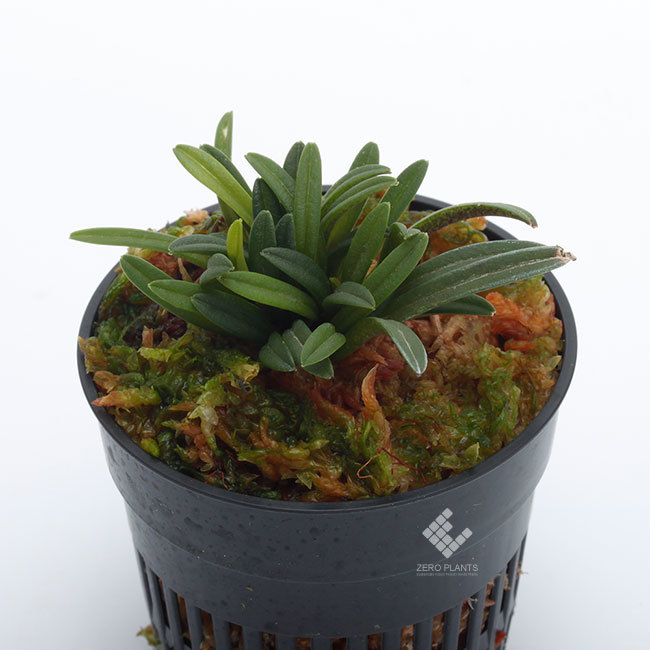New arrival plants | 新掲載植物 南米原産の超小型原種着生蘭 Trisetella / トリセテラ_d0376039_23443653.jpg