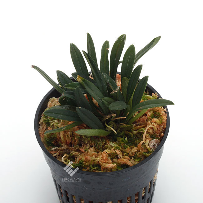 New arrival plants | 新掲載植物 南米原産の超小型原種着生蘭 Trisetella / トリセテラ_d0376039_23482343.jpg