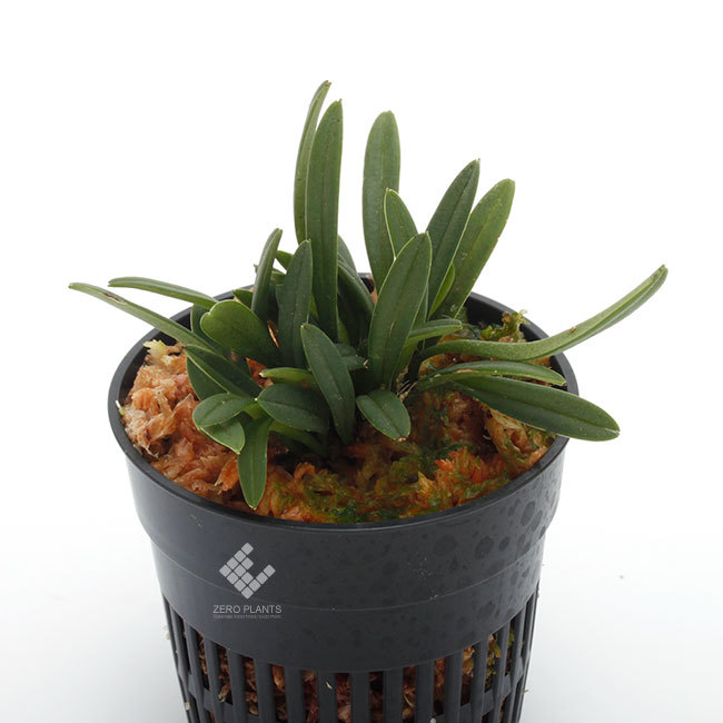 New arrival plants | 新掲載植物 南米原産の超小型原種着生蘭 Trisetella / トリセテラ_d0376039_23511386.jpg