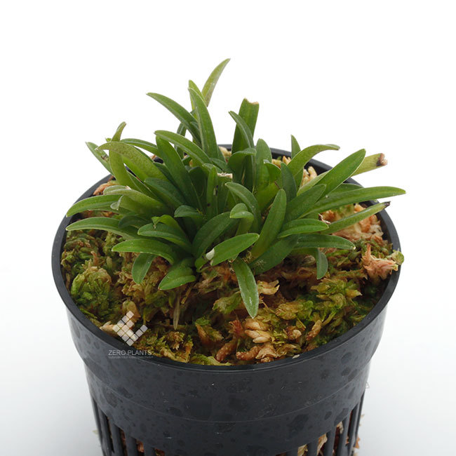 New arrival plants | 新掲載植物 南米原産の超小型原種着生蘭 Trisetella / トリセテラ_d0376039_23541006.jpg