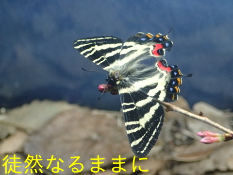 今年初のギフチョウ　　in  名和昆虫博物館_d0285540_18275955.jpg