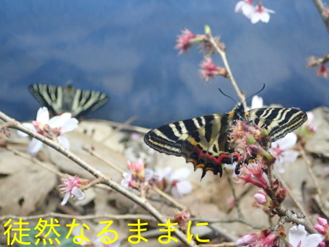 今年初のギフチョウ　　in  名和昆虫博物館_d0285540_18281393.jpg