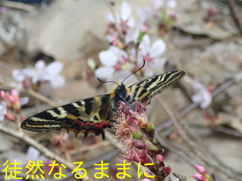 今年初のギフチョウ　　in  名和昆虫博物館_d0285540_18282122.jpg