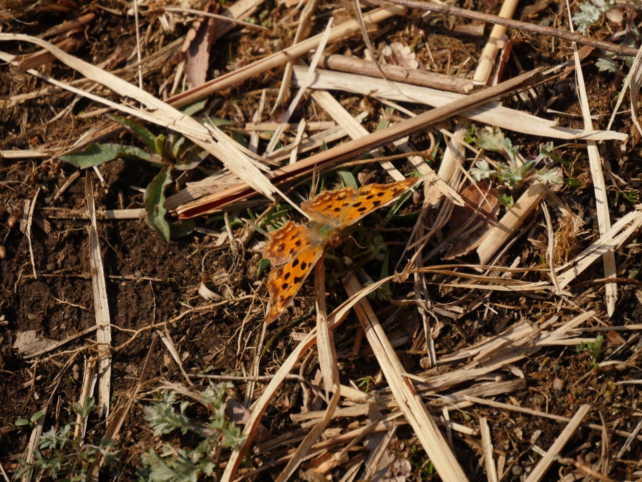 d0361041_07465439.jpg