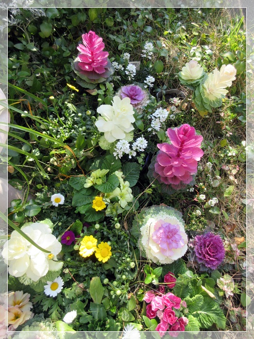 ムルチコーレを加えました【置くだけ花壇】_b0009849_10582662.jpg