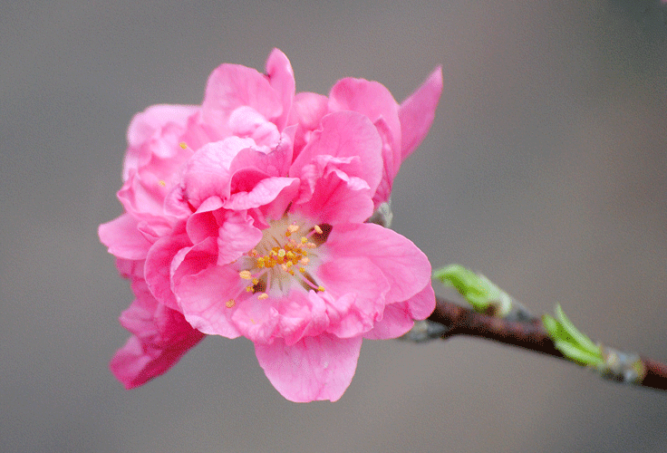 a0001354_23144001.gif