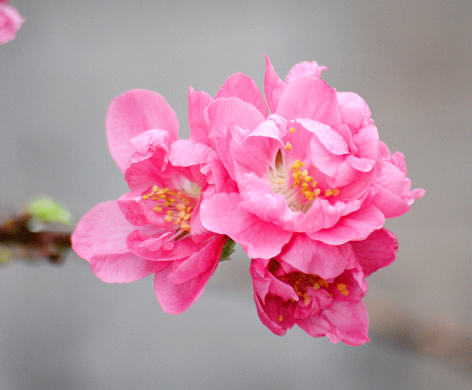 a0001354_23145060.gif