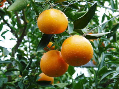 究極の柑橘『せとか』　超！ハイペースで出荷中！ご家庭用にもご贈答用にも大人気商品です！_a0254656_17514581.jpg