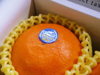 究極の柑橘『せとか』　かなりのハイペースで出荷中！徹底した品質管理で極甘のせとかをお届けしています。_a0254656_17593054.jpg