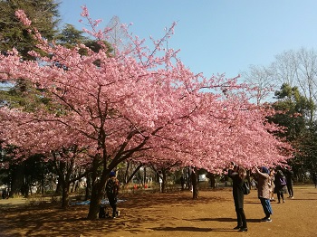 早咲きの桜_a0061057_19712.jpg