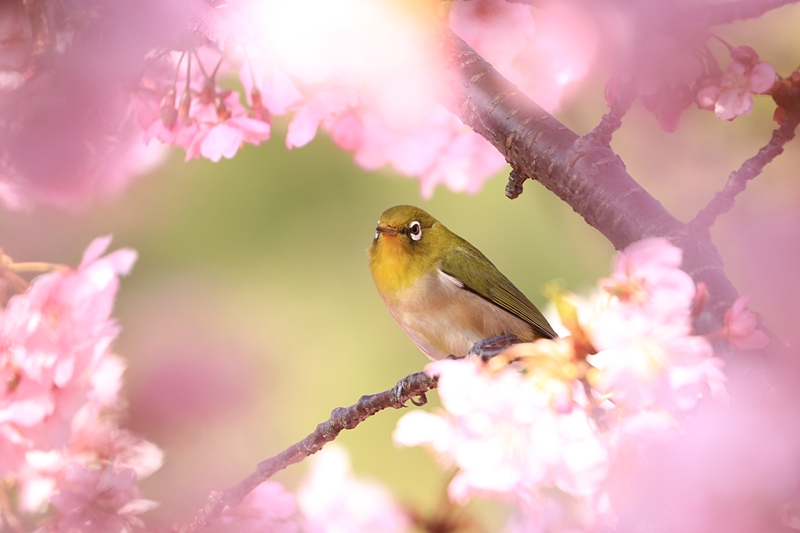 満開の河津桜でサクジロー＠近所の河津桜♪_a0167759_035962.jpg