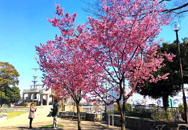 ＜2019年３月＞待ち遠しい桜の季節！職場「横浜」周辺の撮り溜めた春風景_c0119160_22030398.jpg