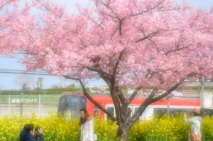 桜 まつり 海岸 三浦