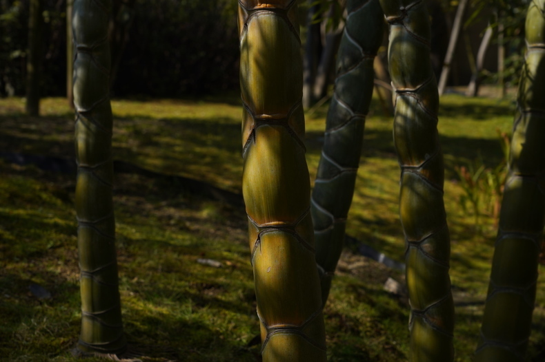 「詫び寂びの庭　-八幡市松花堂庭園ｰ 」_c0067168_03313596.jpg