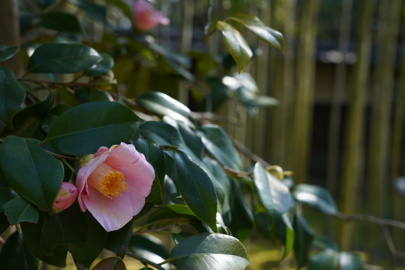 「詫び寂びの庭　-八幡市松花堂庭園ｰ 」_c0067168_03314237.jpg