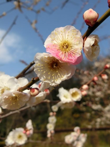 3/2(日)、NC700Sで早咲き桜と梅の花を見に_e0045768_21142391.jpg