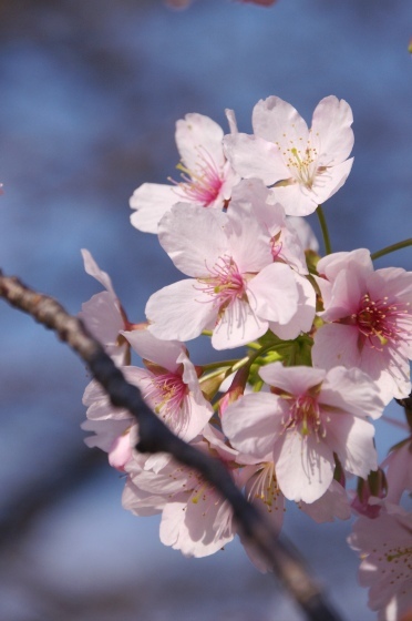 3/2(日)、NC700Sで早咲き桜と梅の花を見に_e0045768_21164374.jpg