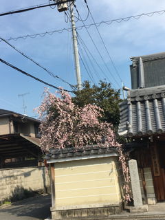 西陣irohaさん_f0363168_15414745.png