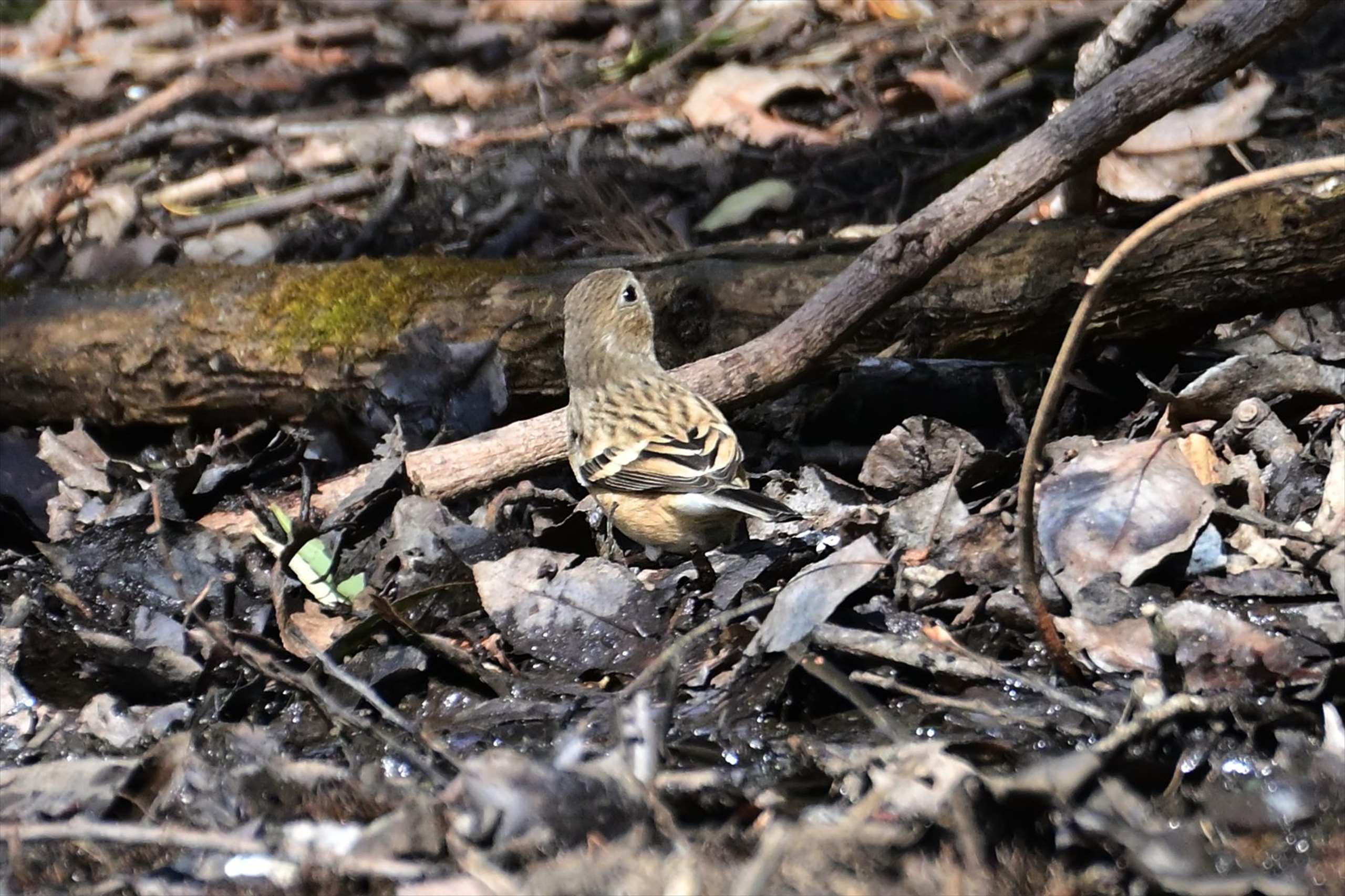 埼玉県方面の野鳥_d0328977_22181606.jpg