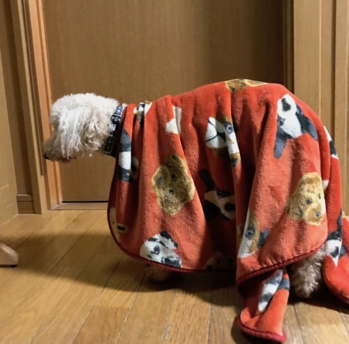 a0216583_23251981.jpeg