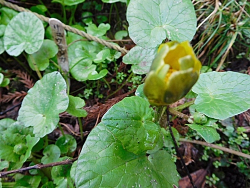 e0086885_19163590.jpg
