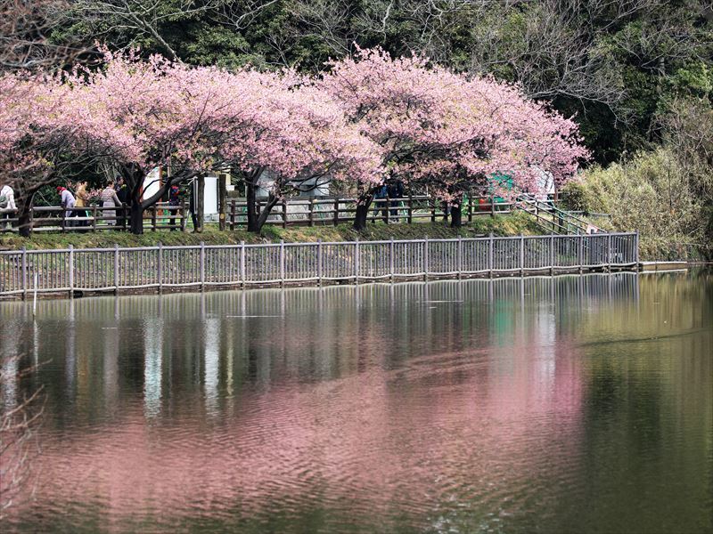 河津桜_e0259287_10571601.jpg