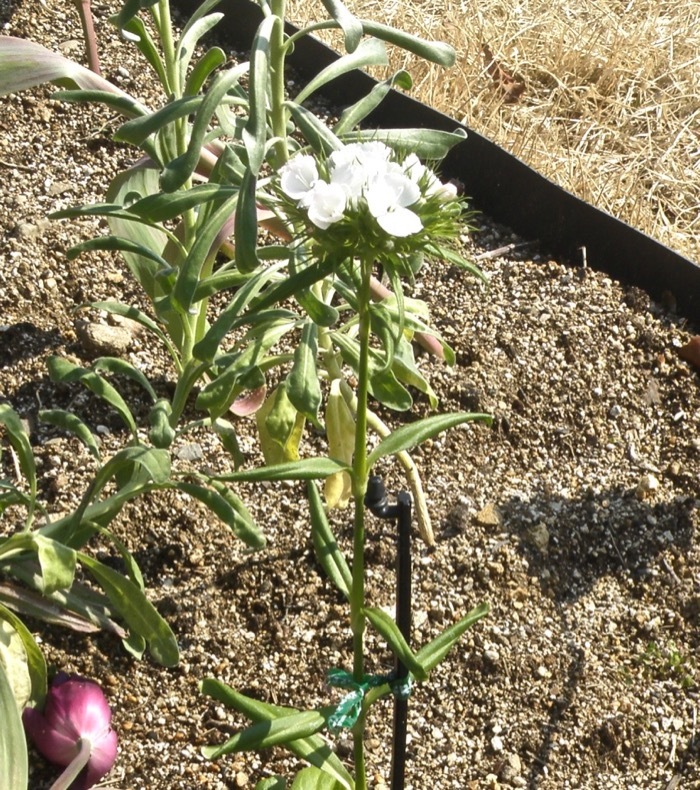 ヒゲナデシコ ビジョナデシコあるいはアメリカナデシコ 楽餓鬼