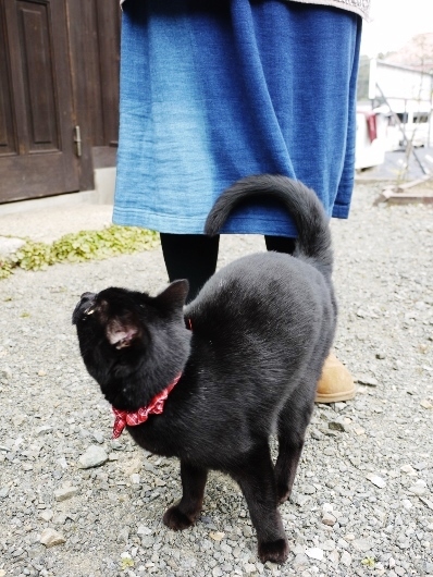 ミロ店長の たっての お願い くらしのギャラリーちぐさ ミロ店長の たっての お願い くらしのギャラリーちぐさ