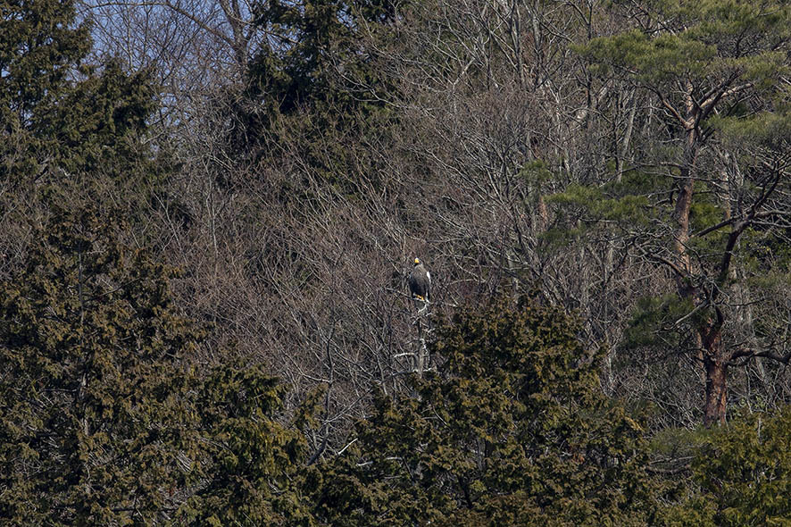 湖北のオオワシが北帰すると春間近_b0315912_12495647.jpg