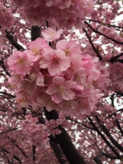 ♡3月のお知らせ♡と近況です_e0131324_06474808.jpg