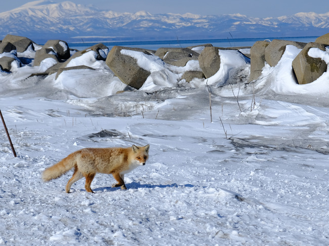「真冬の知床羅臼根室の旅 野付半島 氷平線ウォーク」_a0000029_21454896.jpg