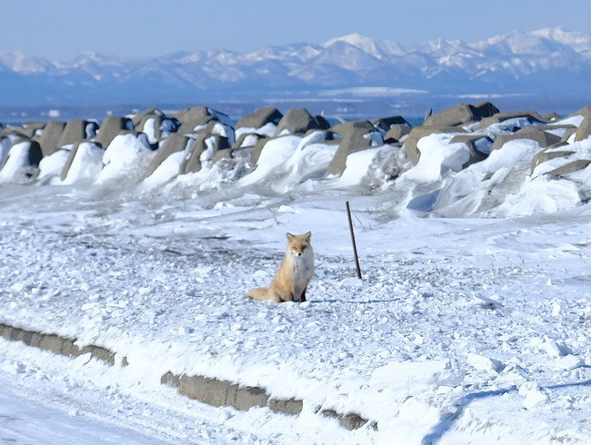 「真冬の知床羅臼根室の旅 野付半島 氷平線ウォーク」_a0000029_21461649.jpg