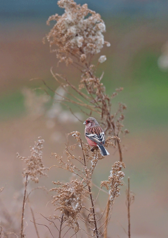 d0290240_05140079.gif