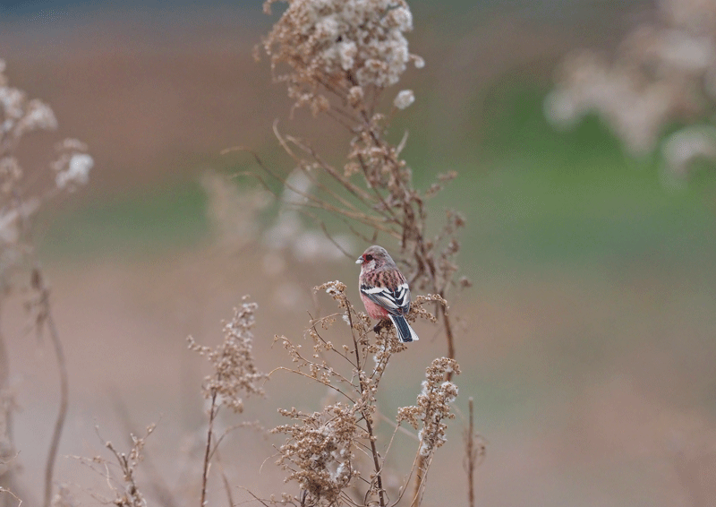 d0290240_05141193.gif