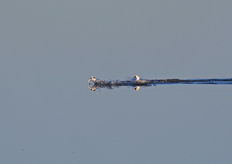 d0290240_08230329.gif