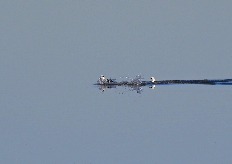 d0290240_08231105.gif
