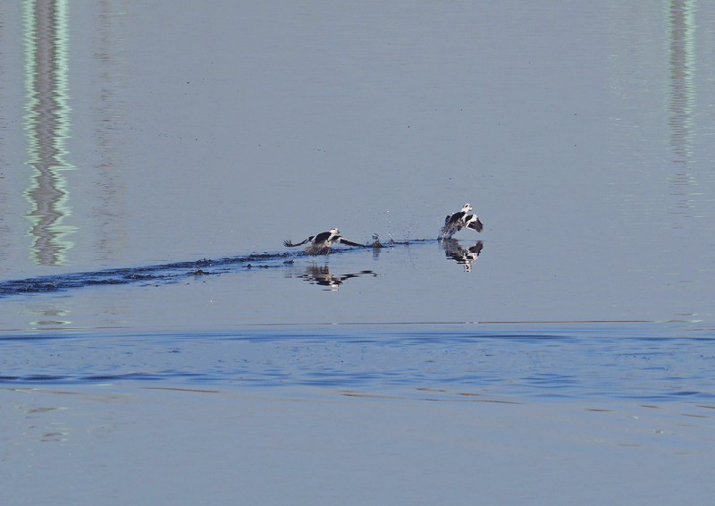 d0290240_08233575.gif