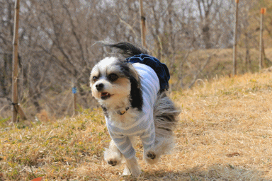c0145250_09224429.gif