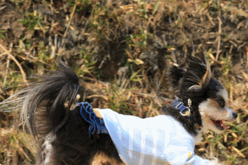 c0145250_09225710.gif