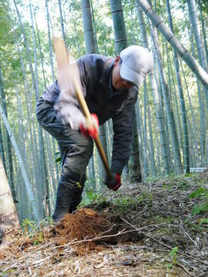幻の白い「長生たけのこ」 令和4年も順調に成長中!しかしイノシシに荒らされいまだかつてないピンチです_a0254656_17595978.jpg