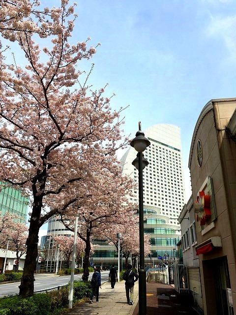 ＜2019年３月＞待ち遠しい桜の季節！職場「横浜」周辺の撮り溜めた春風景_c0119160_06254970.jpg