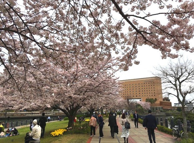 ＜2019年３月＞待ち遠しい桜の季節！職場「横浜」周辺の撮り溜めた春風景_c0119160_06304153.jpg