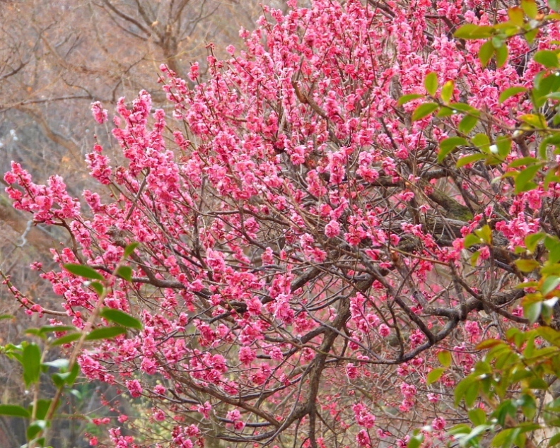 c0305565_17392024.jpg