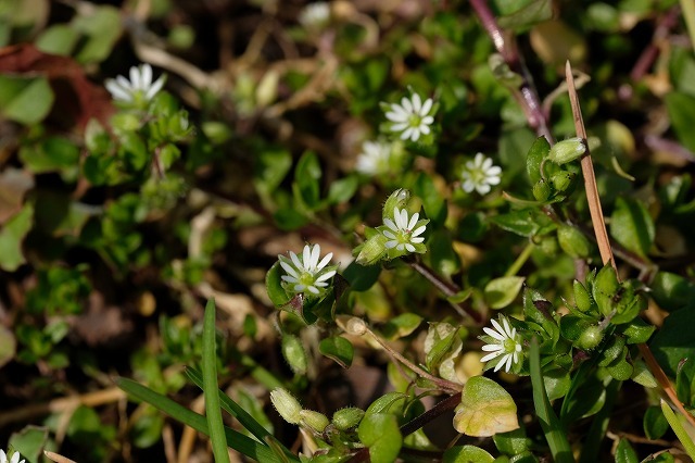 ■　野草 ３種　　　19.3.4　　　（ナズナ、菜の花、ハコベ）_e0339873_16583756.jpg