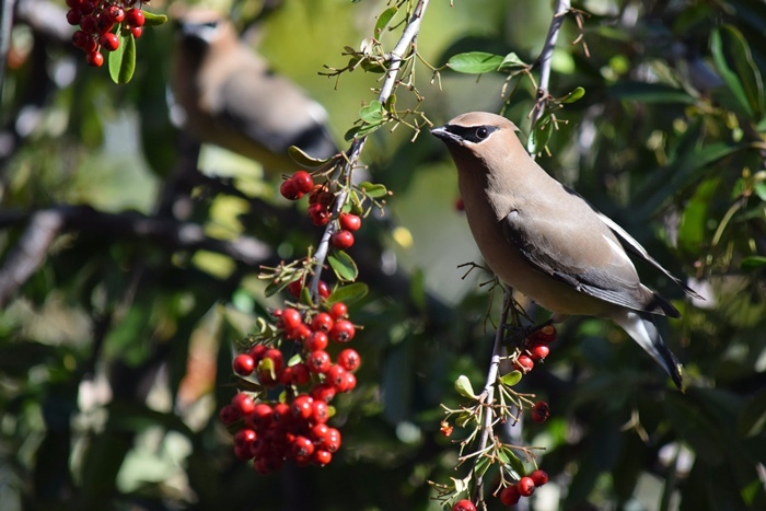 Cedar Waxwing_b0369375_03534703.jpg